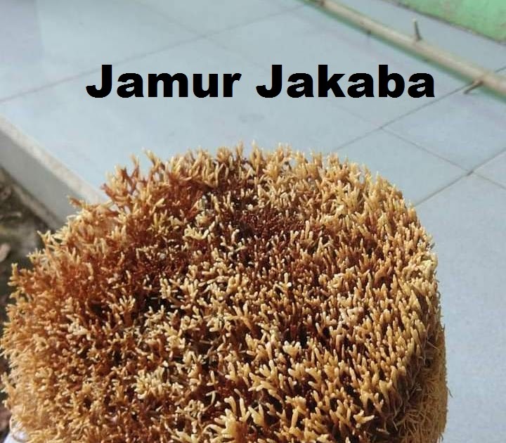 Rahasia Jamur Jakaba dan Cara Memperbanyak Jamur Keberuntungan Abadi