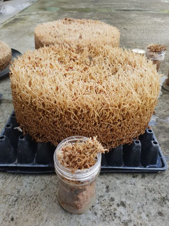 Rahasia Jamur Jakaba dan Cara Memperbanyak Jamur Keberuntungan Abadi